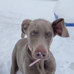 Weimaraners from City Weimaraner