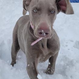 Weimaraners from City Weimaraner