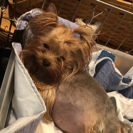 Abby - Yorkshire Terrier