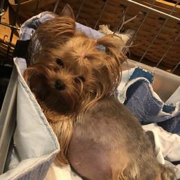Abby - Yorkshire Terrier