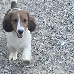 Dopey - Cream male Dachshund puppy in Willard, Utah from Simply Sharing Love