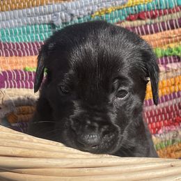 Labrador Retriever Puppies from Marshland Retrievers LLC