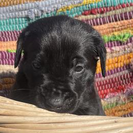Labrador Retriever Puppies from Marshland Retrievers LLC