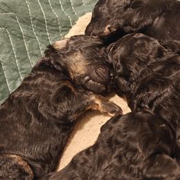 Poodle Puppies from Hatch & Homestead LLC