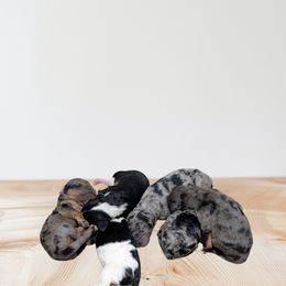 Bernedoodle Puppies from Oswegatchie Doodles