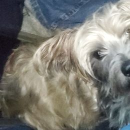 Poodles and Yorkipoos from Mandy's Poodle's