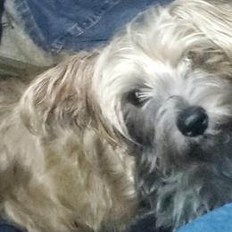 Poodles and Yorkipoos from Mandy's Poodle's