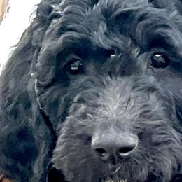 Girl 9 - Double Doodle puppy in El Cajon, California from Calibear Doodles