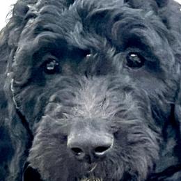 Girl 9 - Double Doodle puppy in El Cajon, California from Calibear Doodles