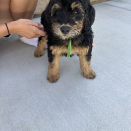 Bernedoodle Puppies from Doodle Dealers