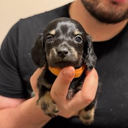 Orange Boy - Black and cream male Dachshund puppy in Horizon City, Texas from Willipaws