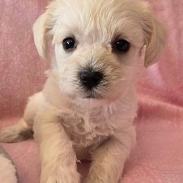 Miniature Schnauzer puppies from Dorie's Mini Schnauzers