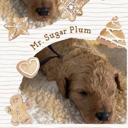 Sugar Plum - Cream male Poodle puppy in Dayton, Texas from Wolfe Island Poodles