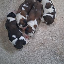 Marietta - Brown and white female Saint Bernard puppy in Kinsman, Ohio from Coleman Saint Bernards of Ohio