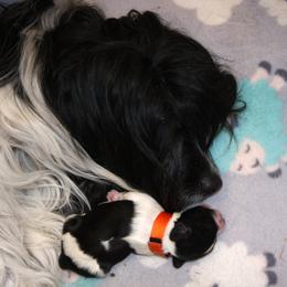 Schapendoes Puppies from Dream Star Schapendoes