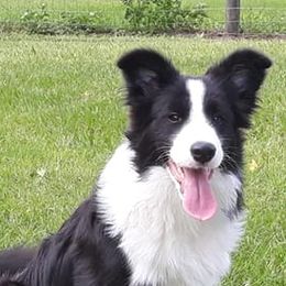 Border Collies from Tammy's Border Collies