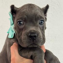 Girl 3 - Gray female Cane Corso puppy in Highland, Illinois from C&I Elite Cane Corso