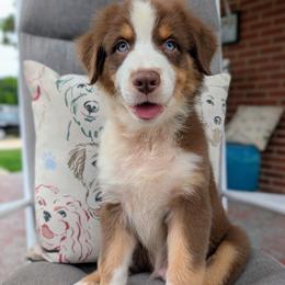 Jasmine3Boy5- RTM,NBT, blue eyes likely, CHIC-OFA-DNA-AKC Titled Parents - Red tri-color male Australian Shepherd puppy in South Hill, Virginia from Silverside Aussies LLC