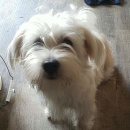 Spike - Morkie