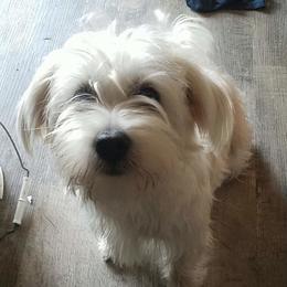 Spike - Morkie