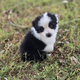 Skeleton (Toy sized) (free delivery to east tx, Louisiana, south Mississippi) - Black & white male Miniature American Shepherd puppy in Noble, Oklahoma from Roserock Aussies