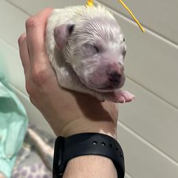 Yellow - White and black male Dalmatian puppy in Austin, Texas from Dazzling Dalz
