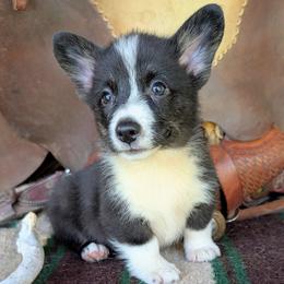 Niles Crane - Brindle and white male American Corgi puppy in Paden, Oklahoma from Sunray Ranch