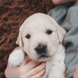 Cookie - Light golden female Golden Retriever puppy in Mason, Michigan from Sweet Breeze Acres