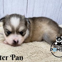 Petter Pan - Silver and white male Pomsky puppy in Eastman, Georgia from Once Upon A Pomsky