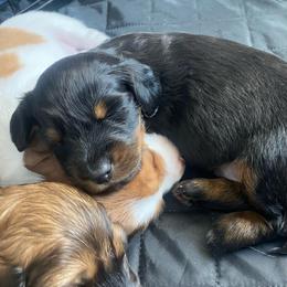 Bear - Black and tan male Dachshund puppy in Trenton, Florida from Tweenie Weenie Dachshunds