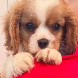 AKC Chief - Blenheim male Cavalier King Charles Spaniel puppy in Mount Dora, Fl, Florida from Breezy Palms Puppies