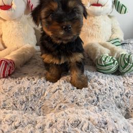 Brown - Black and tan male Yorkshire Terrier puppy in Loganville, Georgia from Majic multi pups