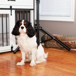 Cavalier King Charles Spaniel All Grown Up from Charming cavaliers