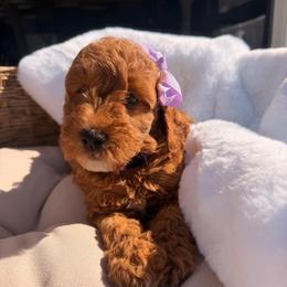Muffin - Red  female Goldendoodle puppy in Shingle Springs, California from Creamy Retrievers