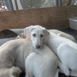 Saluki Puppies from Sahar Paz Salukis