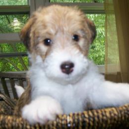 Pearl available and looking for her Fur-ever home - White black and tan female Wire Fox Terrier puppy in Rochester, New York from LT Wire Fox Terriers