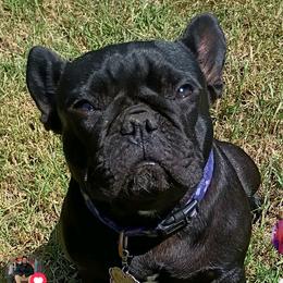BOO - French Bulldog