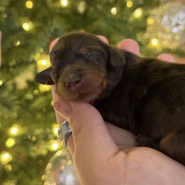 Girl 1 - Dapple female Dachshund puppy in Bowling Green, Kentucky from Dachshunds of the Valley