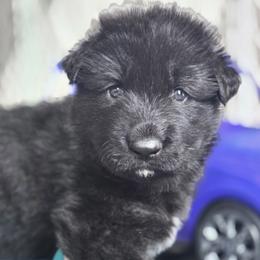 Shiloh Shepherd Puppies from Stunning Shiloh Shepherds
