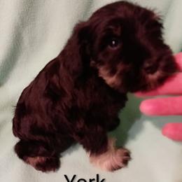 York - Black and silver male Miniature Schnauzer puppy in Midland, Texas from Shebbies Puppy Palace