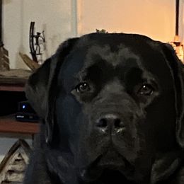 Brook - Labrador Retriever