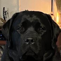 Brook - Labrador Retriever