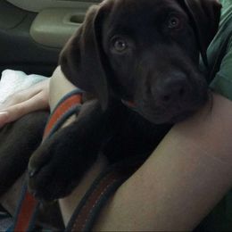 Upcoming litter - Labrador Retriever puppy from Kingdom Kenelz Labradors