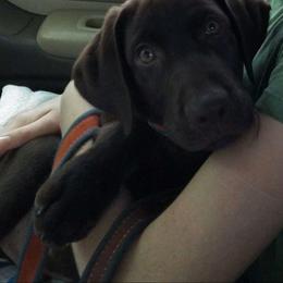 Upcoming litter - Labrador Retriever puppy from Kingdom Kenelz Labradors