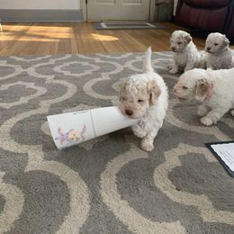 Lagotto Romagnolo Puppies from CreekSide Lagotto