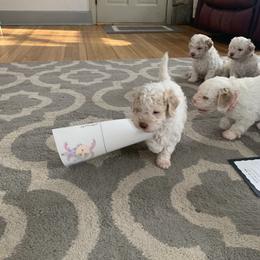 Lagotto Romagnolo Puppies from CreekSide Lagotto