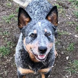 Calypso - Australian Cattle Dog
