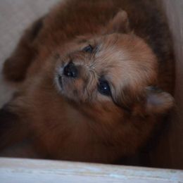Pomeranian Puppies from FrasierLand Pom Parents