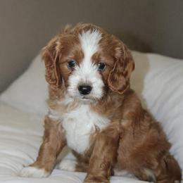 Maxwell - Apricot male Cavapoo puppy in Millersburg, Ohio from FIRMAN & INA TROYER