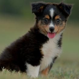 Minke - Black tri female Toy Australian Shepherd puppy in Hartman, Arkansas from Southern Edition Aussies